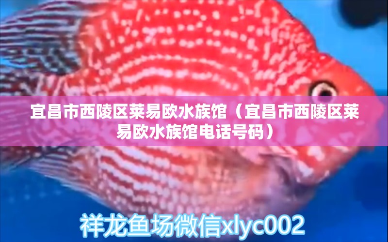 宜昌市西陵區(qū)萊易歐水族館（宜昌市西陵區(qū)萊易歐水族館電話號碼） 全國水族館企業(yè)名錄