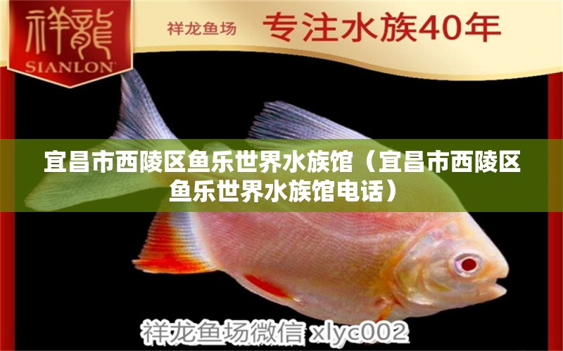 宜昌市西陵區(qū)魚樂世界水族館（宜昌市西陵區(qū)魚樂世界水族館電話）