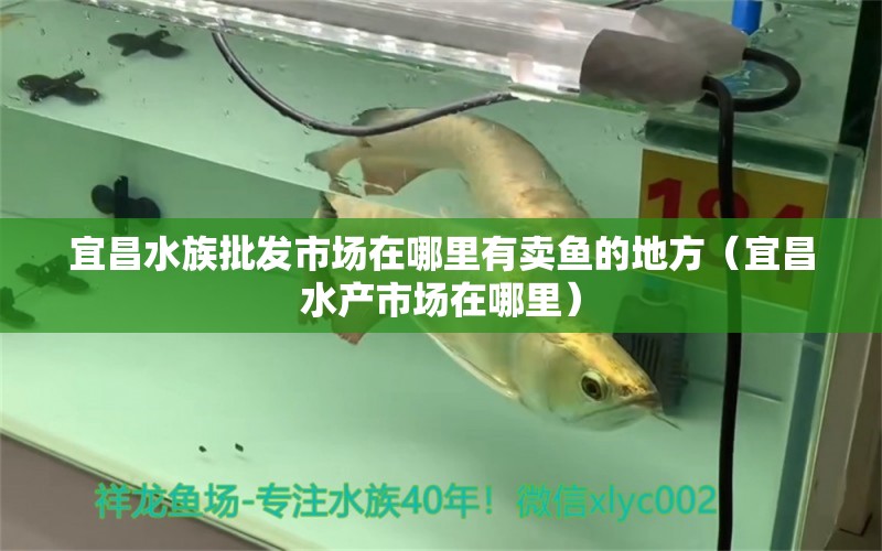 宜昌水族批發(fā)市場在哪里有賣魚的地方（宜昌水產(chǎn)市場在哪里）