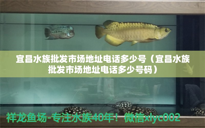 宜昌水族批發(fā)市場地址電話多少號（宜昌水族批發(fā)市場地址電話多少號碼） 觀賞魚水族批發(fā)市場