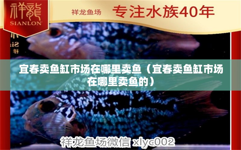 宜春賣魚缸市場在哪里賣魚（宜春賣魚缸市場在哪里賣魚的）