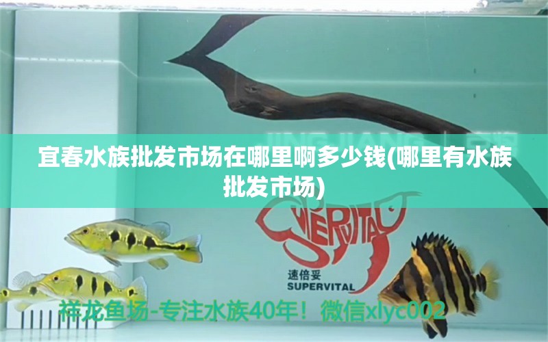 宜春水族批發(fā)市場(chǎng)在哪里啊多少錢(qián)(哪里有水族批發(fā)市場(chǎng)) 觀賞魚(yú)水族批發(fā)市場(chǎng)