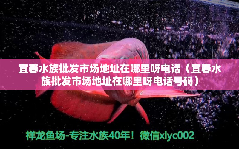 宜春水族批發(fā)市場(chǎng)地址在哪里呀電話（宜春水族批發(fā)市場(chǎng)地址在哪里呀電話號(hào)碼） 觀賞魚水族批發(fā)市場(chǎng)