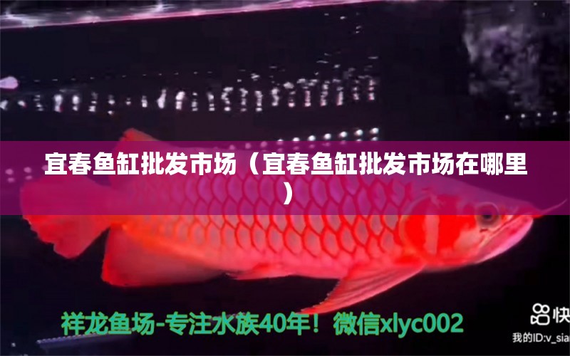 宜春魚缸批發(fā)市場（宜春魚缸批發(fā)市場在哪里） 觀賞魚水族批發(fā)市場