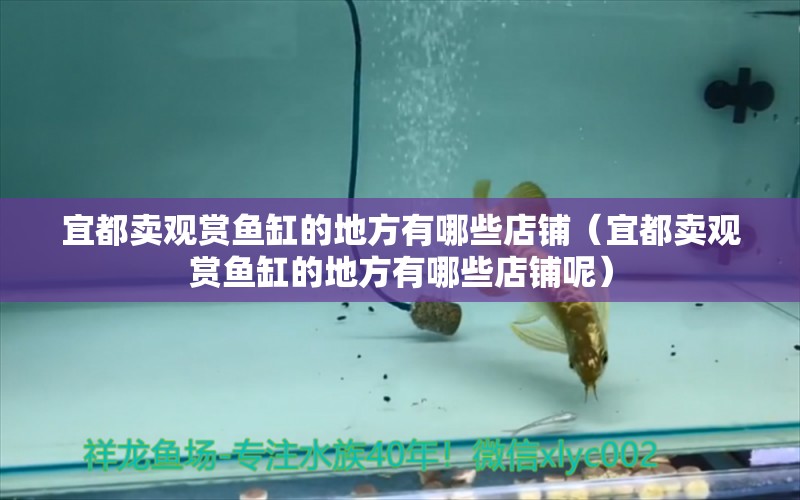 宜都賣觀賞魚缸的地方有哪些店鋪（宜都賣觀賞魚缸的地方有哪些店鋪呢） 祥龍魚場