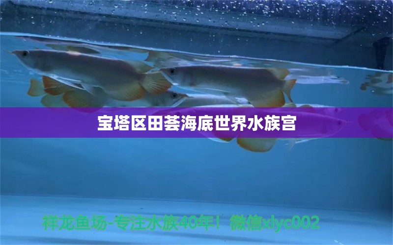 寶塔區(qū)田薈海底世界水族宮