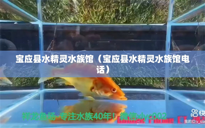 寶應(yīng)縣水精靈水族館（寶應(yīng)縣水精靈水族館電話） 全國水族館企業(yè)名錄