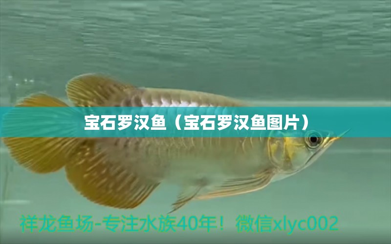 寶石羅漢魚（寶石羅漢魚圖片） 羅漢魚