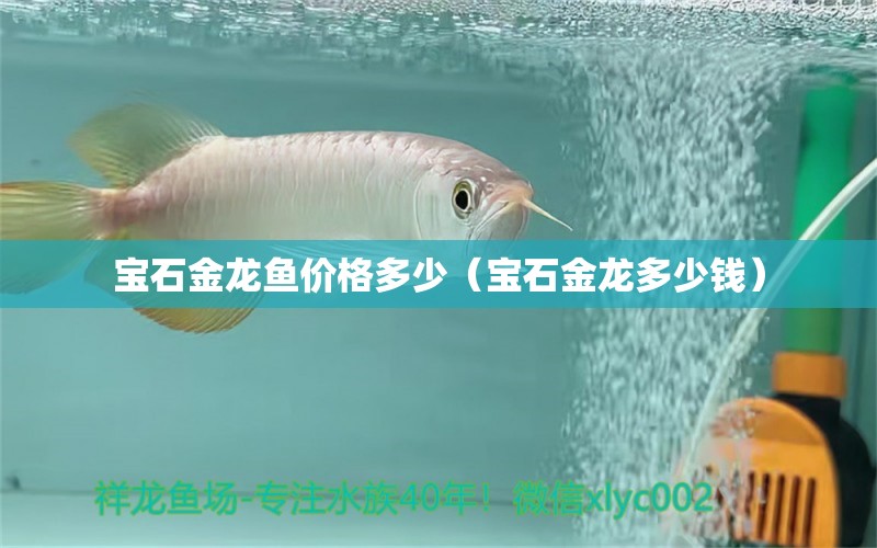 寶石金龍魚價格多少（寶石金龍多少錢） 黃金斑馬魚 第1張