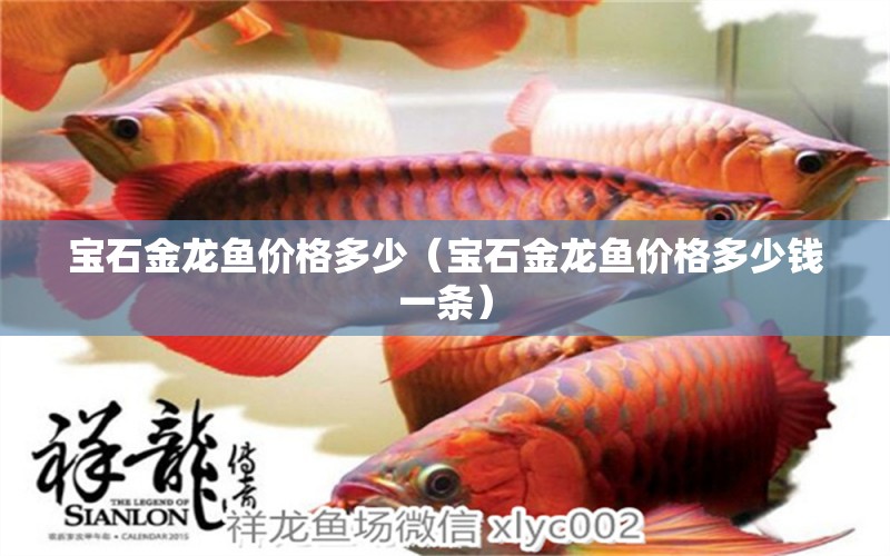 寶石金龍魚價(jià)格多少（寶石金龍魚價(jià)格多少錢一條） 魟魚百科