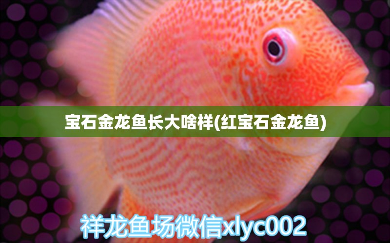 寶石金龍魚長大啥樣(紅寶石金龍魚) 短身紅龍魚