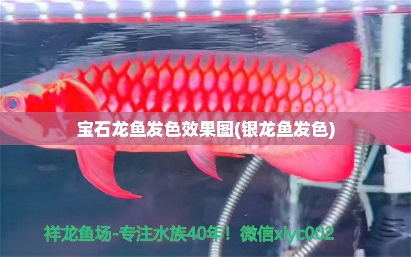 寶石龍魚發(fā)色效果圖(銀龍魚發(fā)色) 銀龍魚