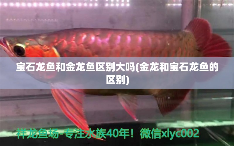 寶石龍魚和金龍魚區(qū)別大嗎(金龍和寶石龍魚的區(qū)別) 水族雜談