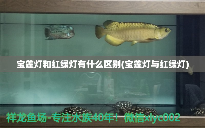 寶蓮燈和紅綠燈有什么區(qū)別(寶蓮燈與紅綠燈) 觀賞魚 第1張