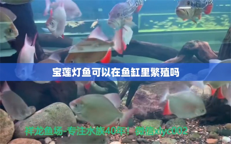 寶蓮燈魚可以在魚缸里繁殖嗎 紅龍福龍魚 第2張