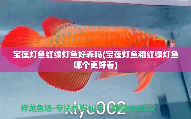 寶蓮燈魚紅綠燈魚好養(yǎng)嗎(寶蓮燈魚和紅綠燈魚哪個(gè)更好看)