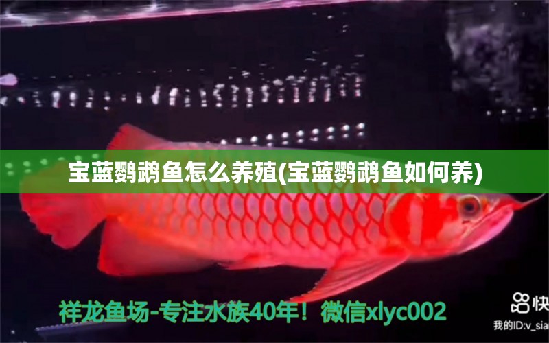 寶藍(lán)鸚鵡魚怎么養(yǎng)殖(寶藍(lán)鸚鵡魚如何養(yǎng)) 鸚鵡魚