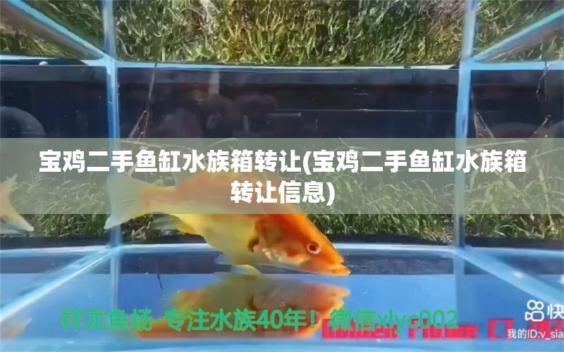 寶雞二手魚缸水族箱轉(zhuǎn)讓(寶雞二手魚缸水族箱轉(zhuǎn)讓信息)