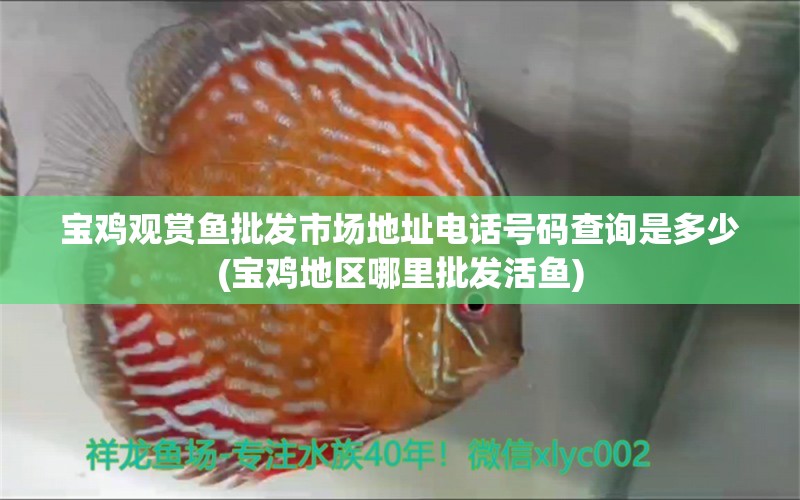 寶雞觀賞魚批發(fā)市場地址電話號碼查詢是多少(寶雞地區(qū)哪里批發(fā)活魚) 觀賞魚批發(fā)