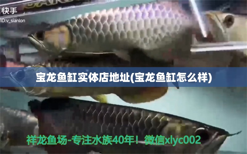 寶龍魚缸實體店地址(寶龍魚缸怎么樣) 飛鳳魚 第1張