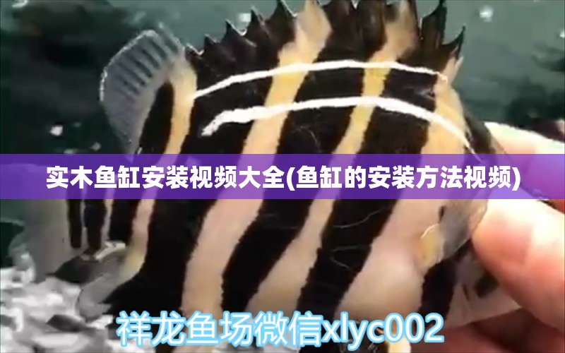 實木魚缸安裝視頻大全(魚缸的安裝方法視頻) 狗頭魚