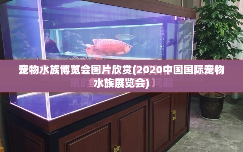 寵物水族博覽會圖片欣賞(2020中國國際寵物水族展覽會) 水族展會 第1張