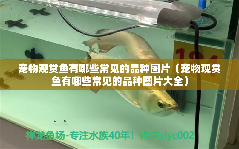 寵物觀賞魚有哪些常見的品種圖片（寵物觀賞魚有哪些常見的品種圖片大全）