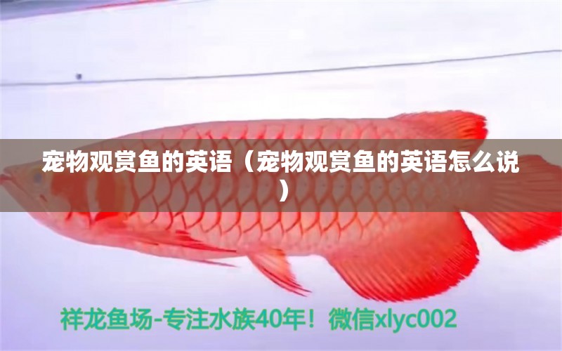 寵物觀賞魚的英語（寵物觀賞魚的英語怎么說）