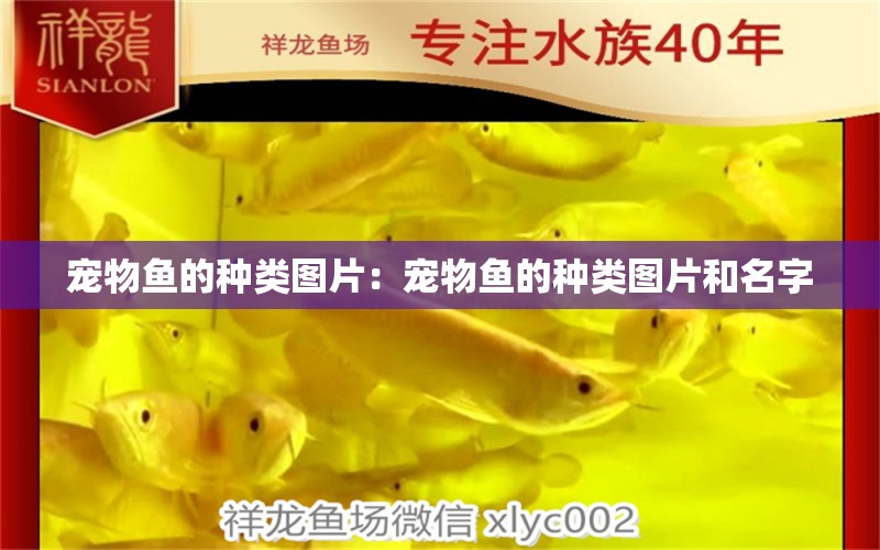 寵物魚的種類圖片：寵物魚的種類圖片和名字 鴨嘴鯊魚