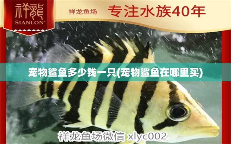 寵物鯊魚多少錢一只(寵物鯊魚在哪里買)