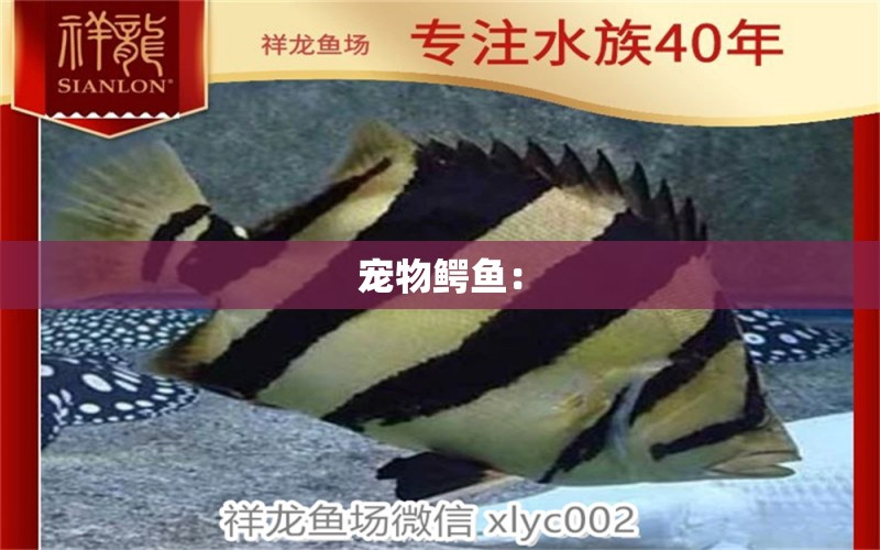 寵物鱷魚：