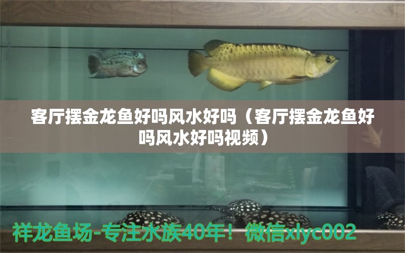 客廳擺金龍魚好嗎風(fēng)水好嗎（客廳擺金龍魚好嗎風(fēng)水好嗎視頻） 魚缸風(fēng)水