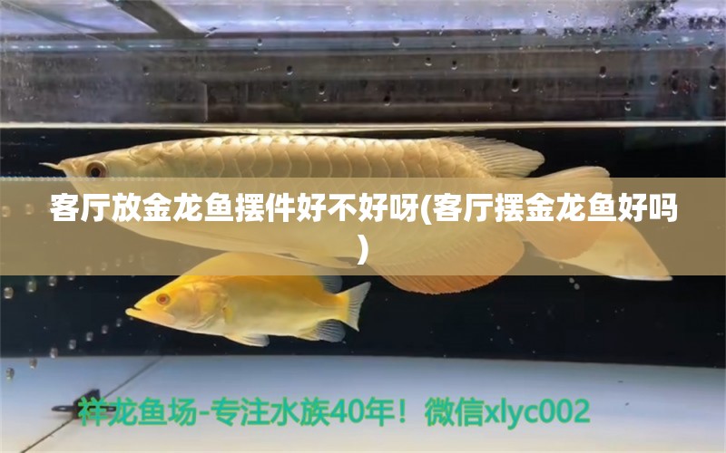 客廳放金龍魚擺件好不好呀(客廳擺金龍魚好嗎) 藍(lán)底過背金龍魚