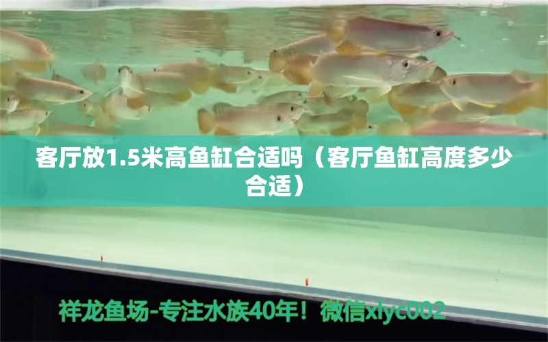 客廳放1.5米高魚缸合適嗎（客廳魚缸高度多少合適）