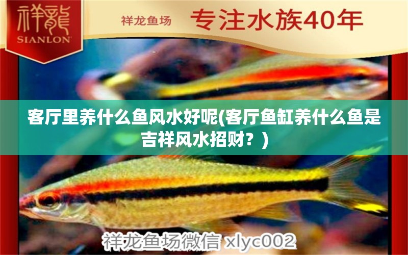 客廳里養(yǎng)什么魚(yú)風(fēng)水好呢(客廳魚(yú)缸養(yǎng)什么魚(yú)是吉祥風(fēng)水招財(cái)？) 魚(yú)缸風(fēng)水