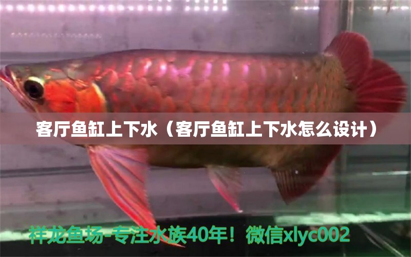 客廳魚缸上下水（客廳魚缸上下水怎么設(shè)計） 祥龍超血紅龍魚