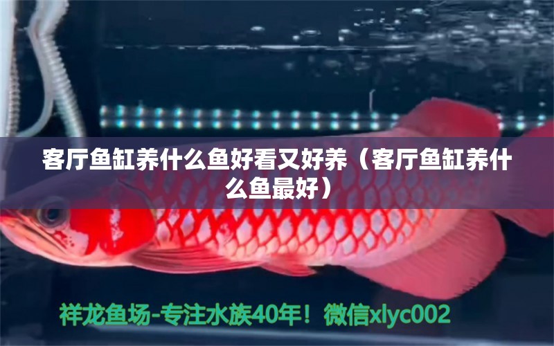 客廳魚缸養(yǎng)什么魚好看又好養(yǎng)（客廳魚缸養(yǎng)什么魚最好）