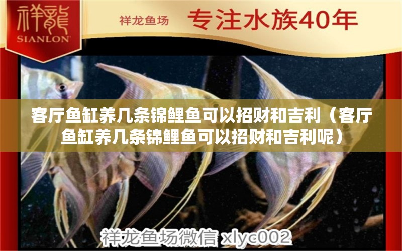 客廳魚缸養(yǎng)幾條錦鯉魚可以招財(cái)和吉利（客廳魚缸養(yǎng)幾條錦鯉魚可以招財(cái)和吉利呢）