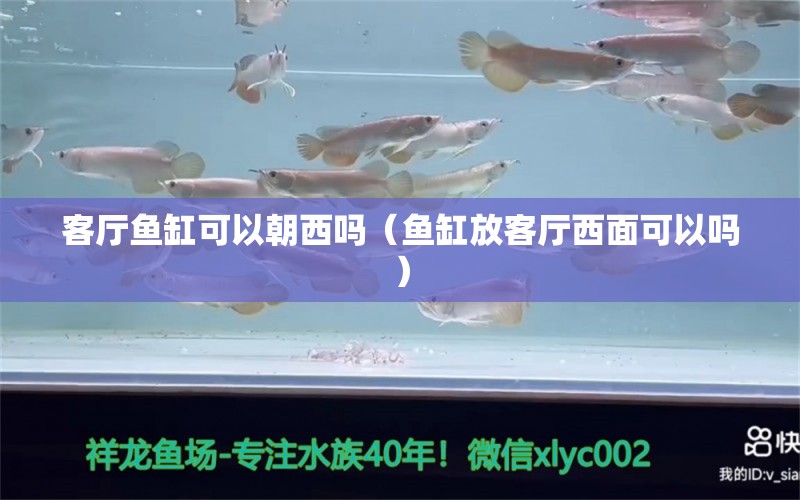 客廳魚缸可以朝西嗎（魚缸放客廳西面可以嗎）