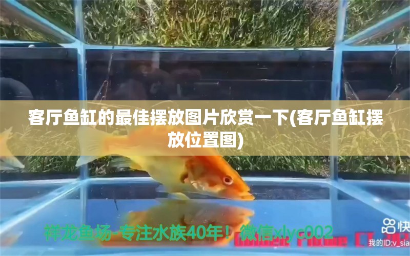 客廳魚(yú)缸的最佳擺放圖片欣賞一下(客廳魚(yú)缸擺放位置圖)