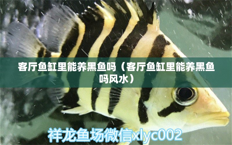 客廳魚(yú)缸里能養(yǎng)黑魚(yú)嗎（客廳魚(yú)缸里能養(yǎng)黑魚(yú)嗎風(fēng)水） 魚(yú)缸風(fēng)水