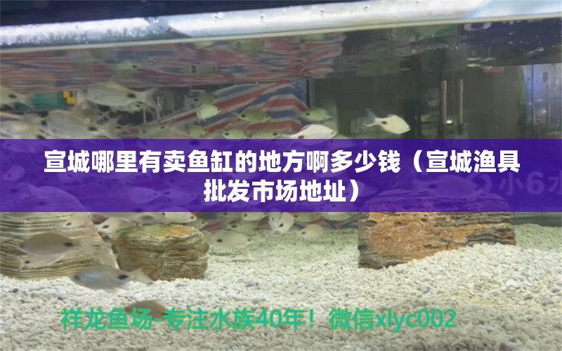 宣城哪里有賣魚缸的地方啊多少錢（宣城漁具批發(fā)市場地址） 狗仔（招財貓)魚苗