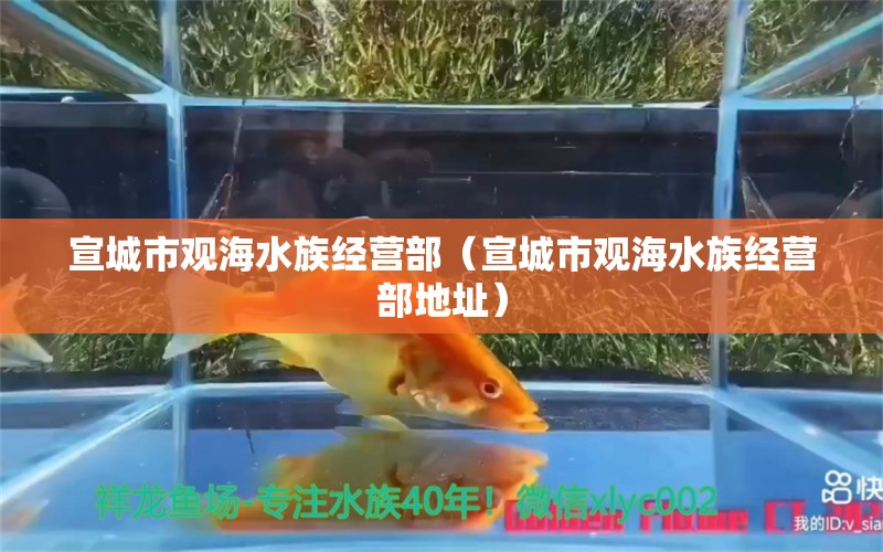 宣城市觀海水族經(jīng)營(yíng)部（宣城市觀海水族經(jīng)營(yíng)部地址）