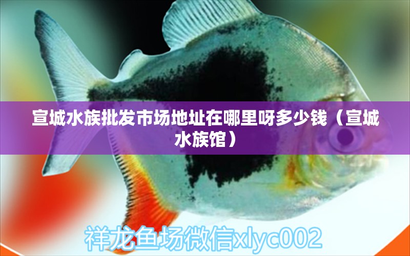 宣城水族批發(fā)市場地址在哪里呀多少錢（宣城水族館） 觀賞魚水族批發(fā)市場 第1張