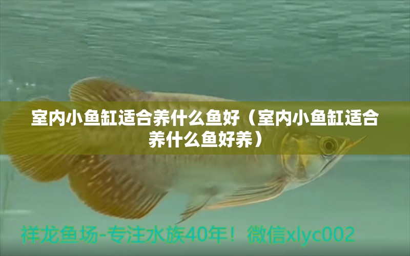 室內(nèi)小魚缸適合養(yǎng)什么魚好（室內(nèi)小魚缸適合養(yǎng)什么魚好養(yǎng)） 元寶鯽