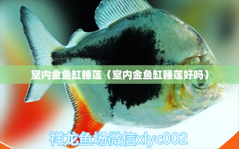 室內(nèi)金魚缸睡蓮（室內(nèi)金魚缸睡蓮好嗎）