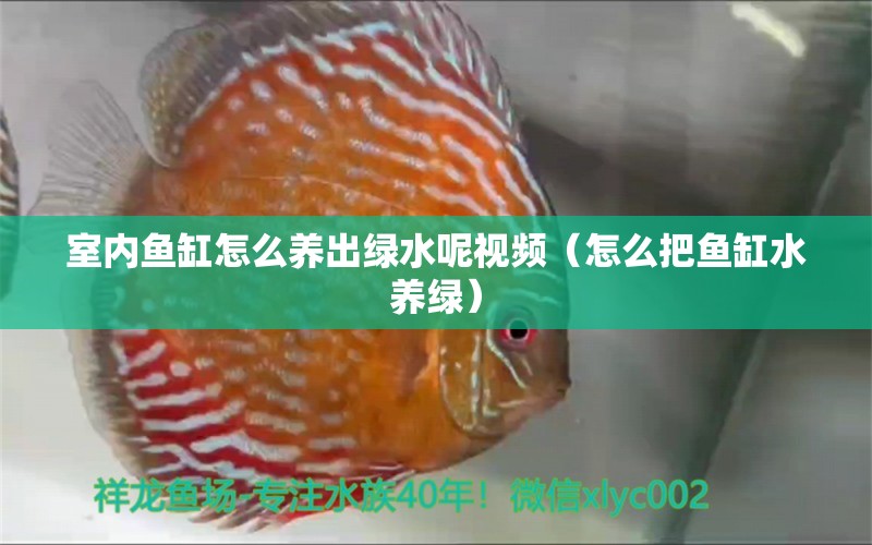 室內(nèi)魚缸怎么養(yǎng)出綠水呢視頻（怎么把魚缸水養(yǎng)綠）