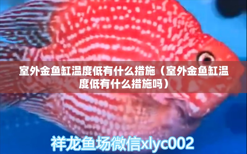 室外金魚缸溫度低有什么措施（室外金魚缸溫度低有什么措施嗎）