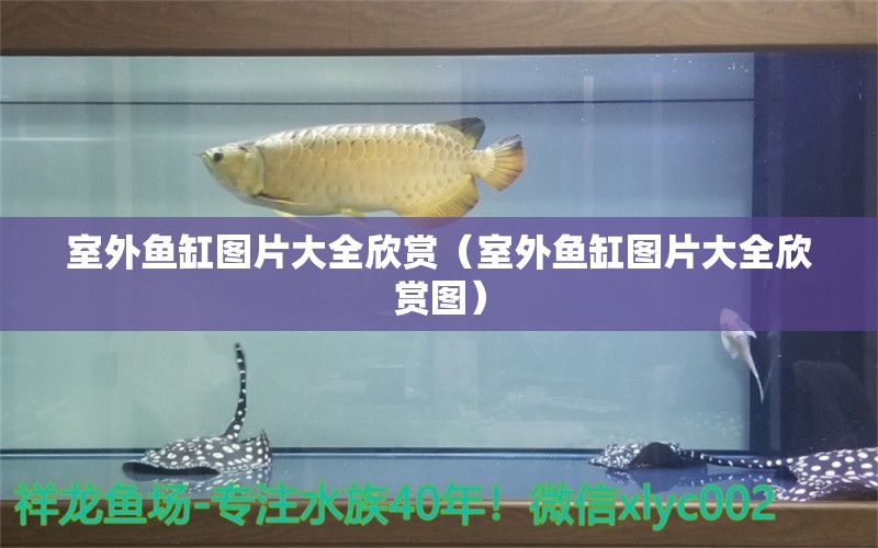 室外魚缸圖片大全欣賞（室外魚缸圖片大全欣賞圖）