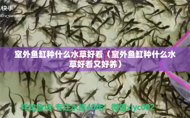 室外魚缸種什么水草好看（室外魚缸種什么水草好看又好養(yǎng)）